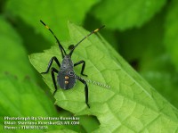 /album/colourful-insects/insect-2-photograph-by-shantanu-kuveskar-jpg/